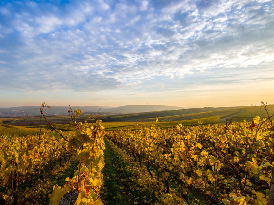 Tourismusorganisation Naheland Rheinhessen