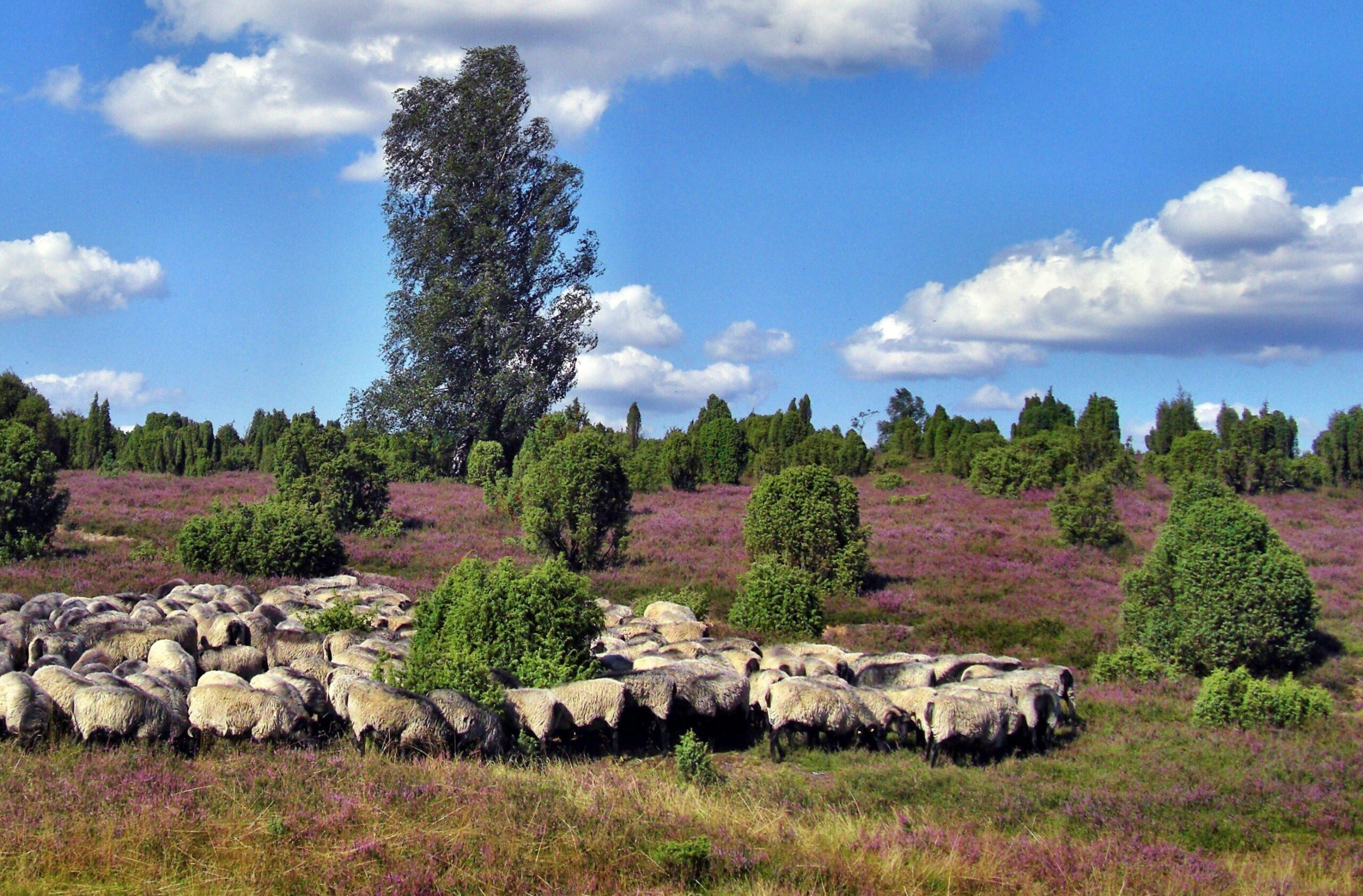 Naturparkplan Südheide